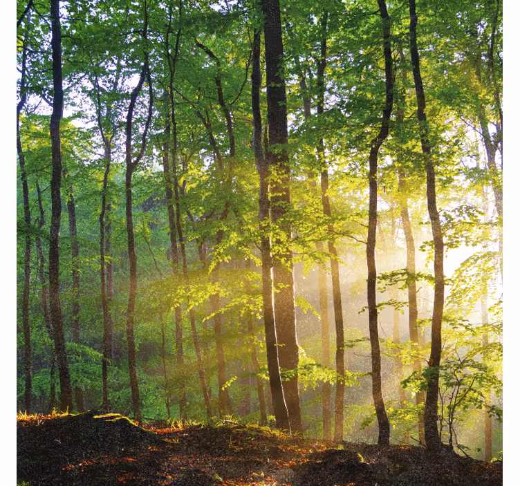 Rulou geam copaci lumină naturală în pădure - TenStickers