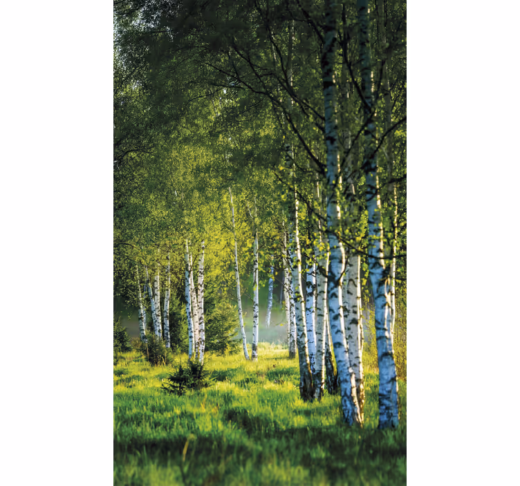 Rulou geam copaci pădure de mesteacăn modern - TenStickers