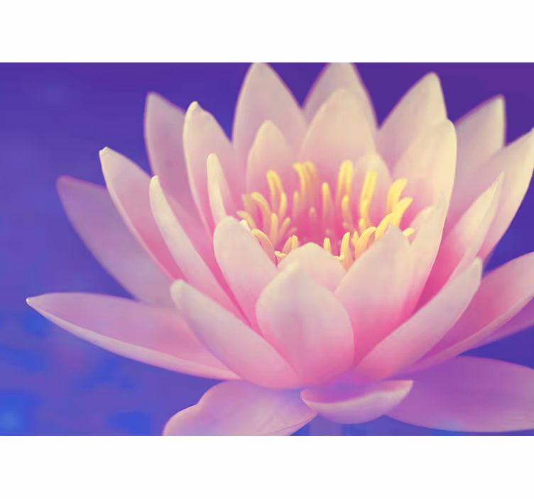 Rulou geam bucătărie floare de lotus roz - TenStickers