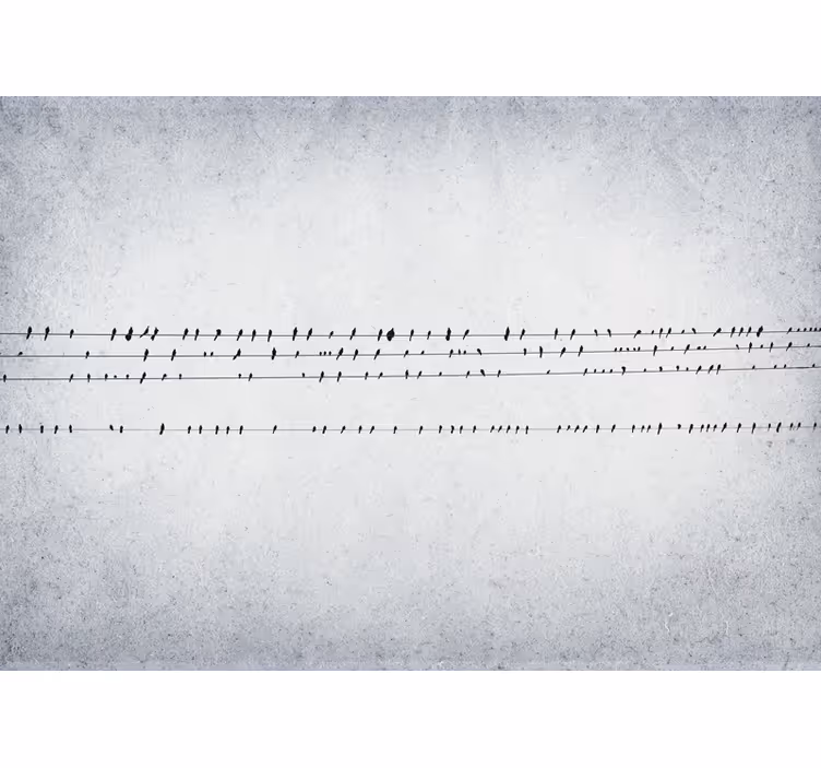 Rulou geam alb concertul păsărilor pe fire - TenStickers