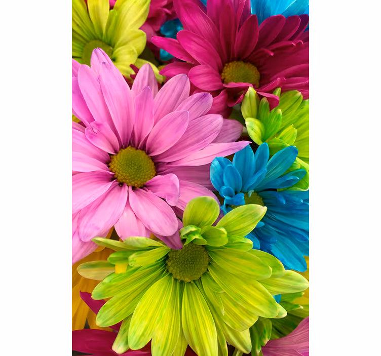 Rulou geam salon flori colorate - TenStickers