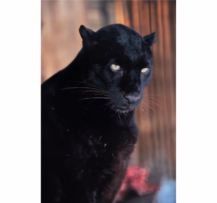 Rulou geam salon leopard în ambuscadă - TenStickers