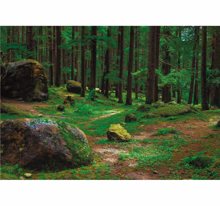 Rulou geam salon pădure verde cu copaci - TenStickers
