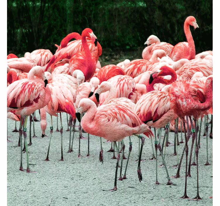 Rulou geam salon cu flamingo pe apă - TenStickers