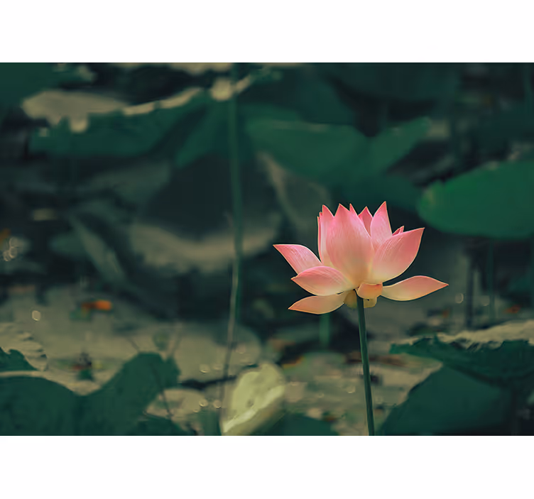 Rulou geam verde floare roz - TenStickers