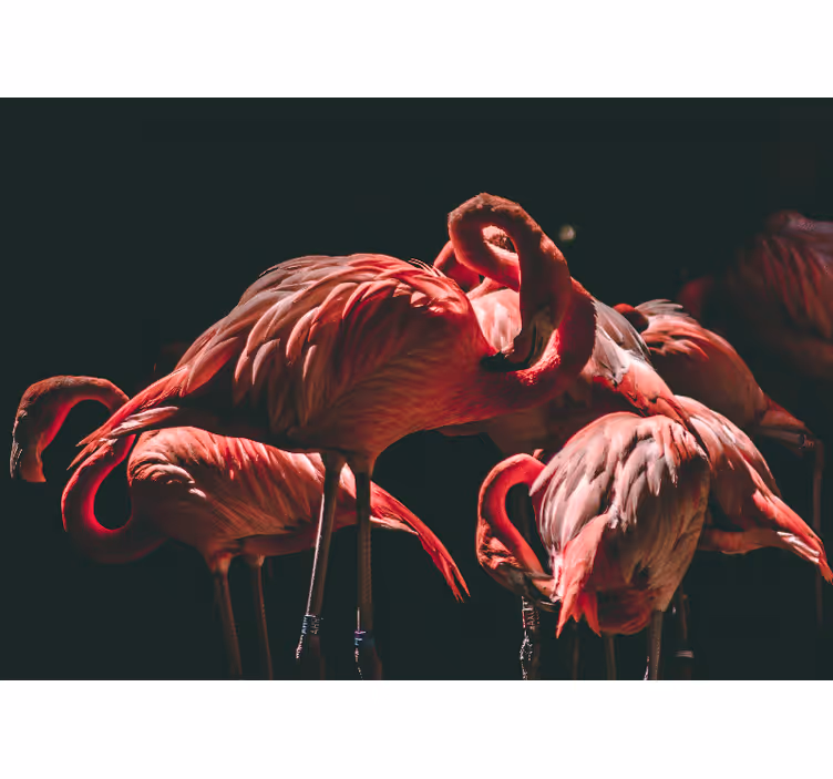 Rulou geam salon cu flamingo roz iluminate - TenStickers