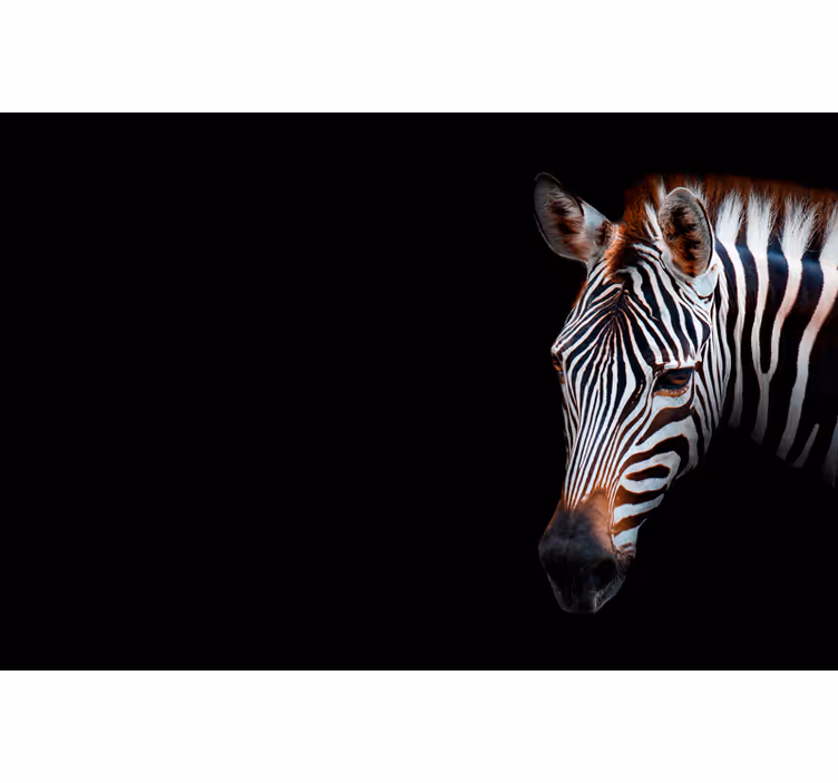 Rulou geam salon imagine zebra - TenStickers