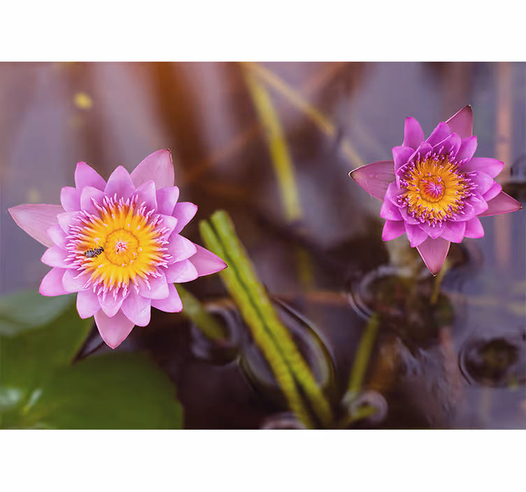 Rulou geam salon lotus roz/purpuriu - TenStickers