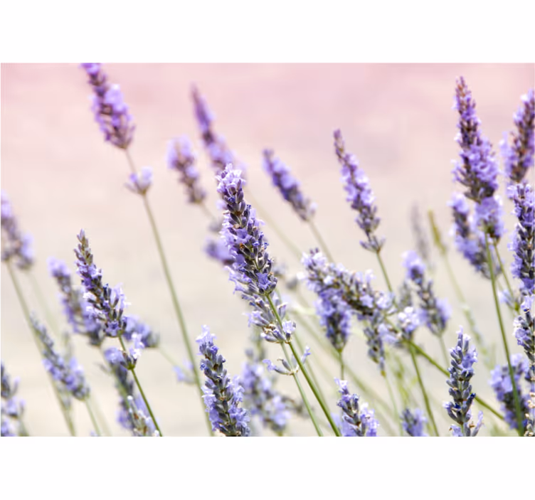 Rulou geam salon buchet de flori violete - TenStickers