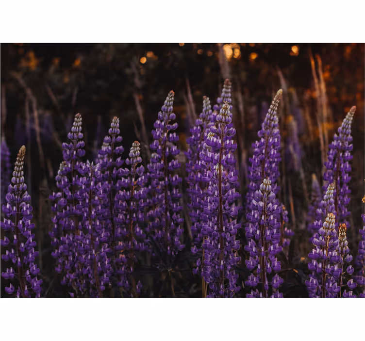 Rulou geam salon pădure reînviată de flori violet - TenStickers