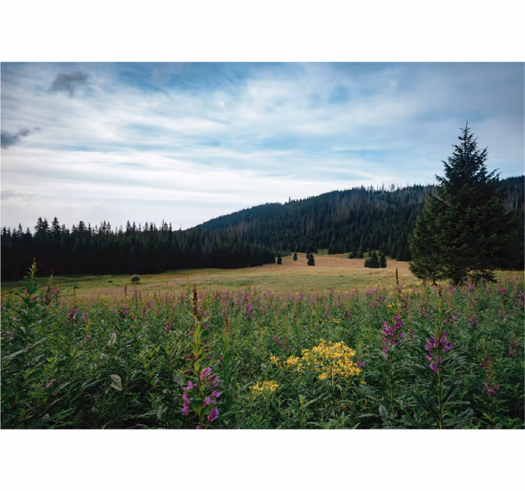 Rulou geam salon tatra park primăvara - TenStickers