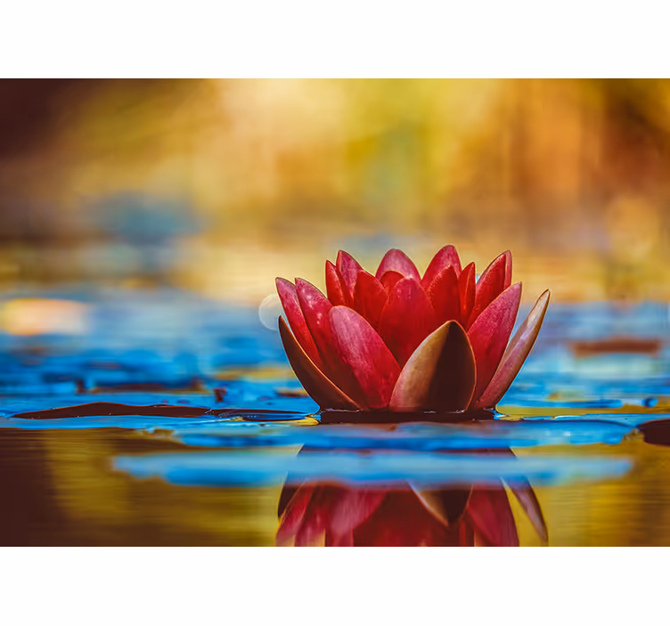 Rulou geam salon floare de lotus reflectată zen - TenStickers