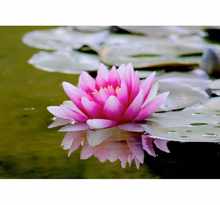 Rulou geam salon floare de lotus roz zen - TenStickers
