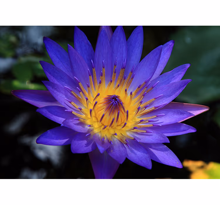Rulou geam salon floare de lotus purpurie - TenStickers