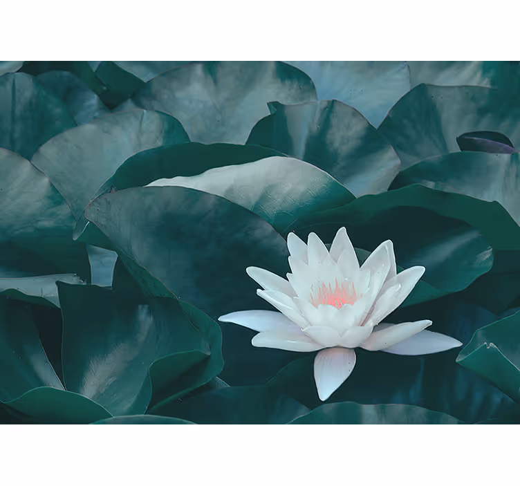 Rulou geam salon floare de lotus alb zen - TenStickers