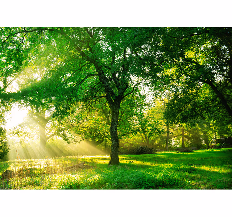 Rulou geam salon pădure verde luminoasă - TenStickers
