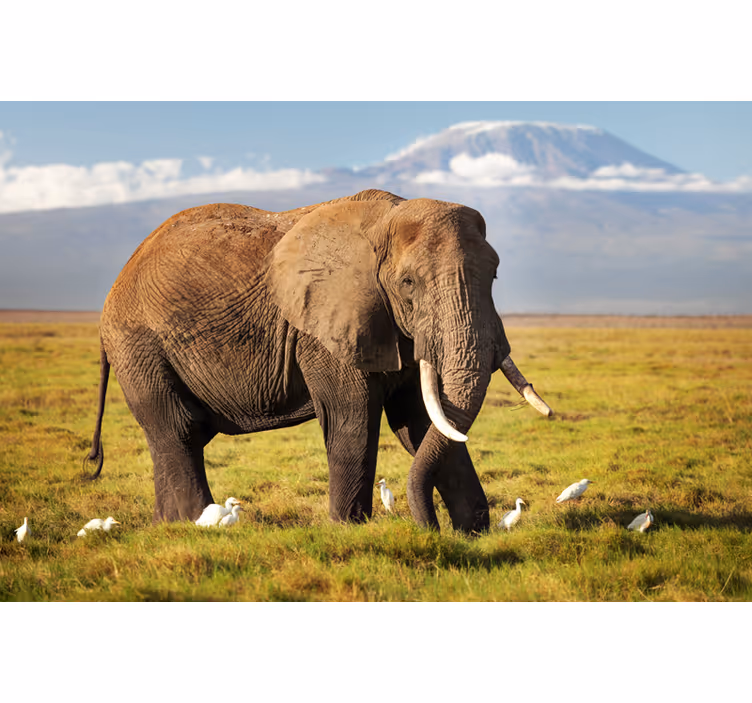 Rulou geam salon elefant kilimanjaro - TenStickers