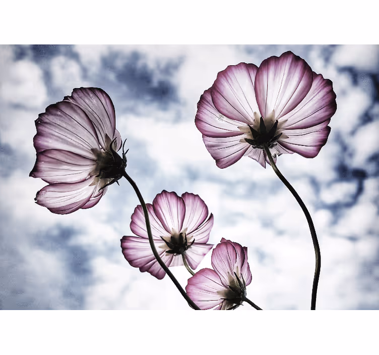 Rulou geam salon design cu flori cosmos purpurii elegante - TenStickers