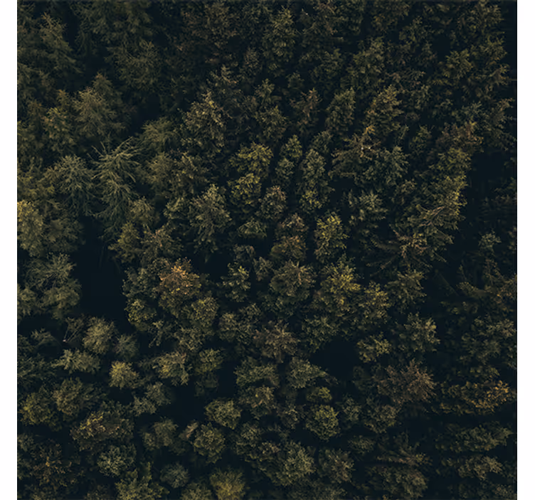Rulou geam salon vedere aeriană pădure verde maro - TenStickers