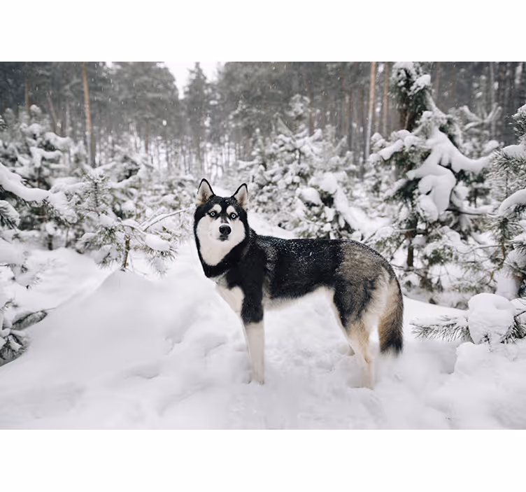 Rulou geam alb pădure de iarnă și câine husky - TenStickers