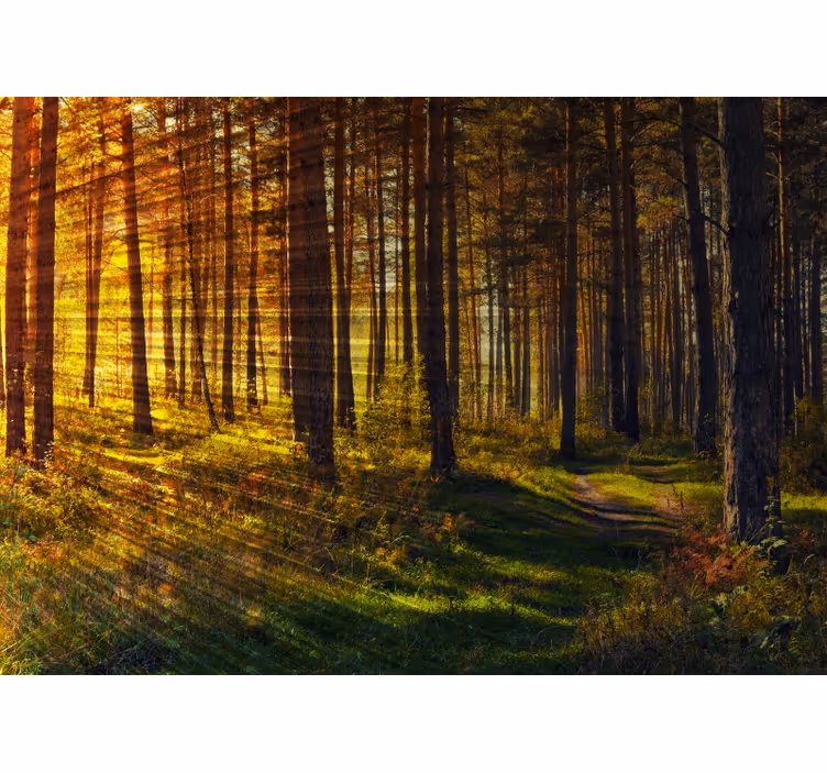Rulou geam cameră raze de lumină forestiere - TenStickers
