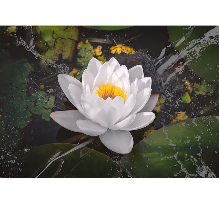 Rulou geam cameră lotus alb și galben - TenStickers
