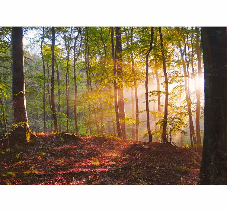 Rulou geam cameră răsărit frumos în pădure - TenStickers