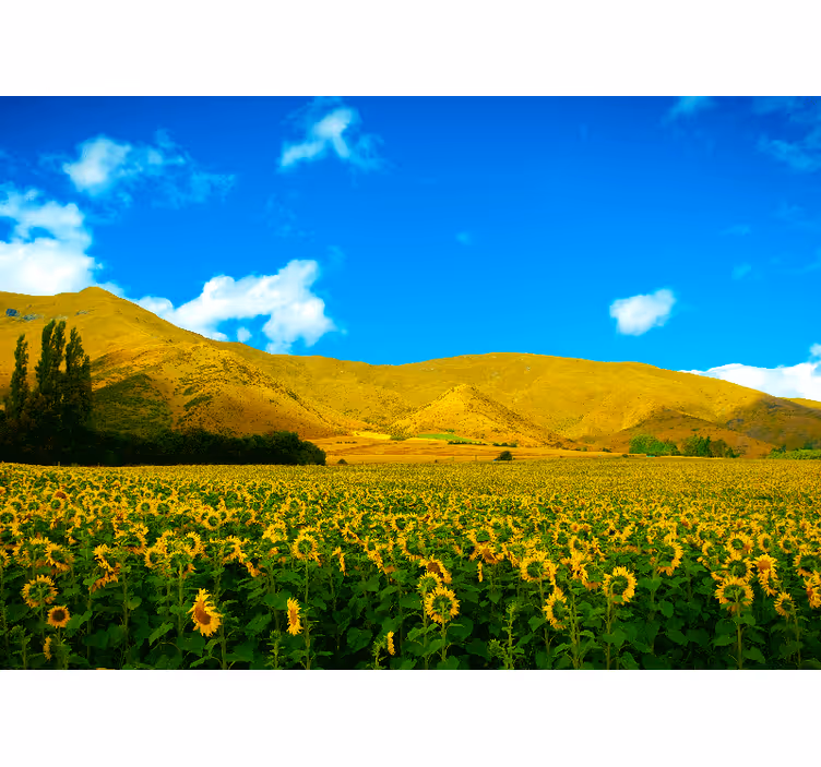 Rulou geam cameră peisaj primăvară cu câmpuri agricole - TenStickers