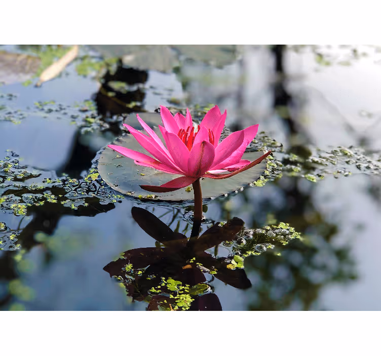 Rulou geam cameră floare de lotus frumoasă apă - TenStickers