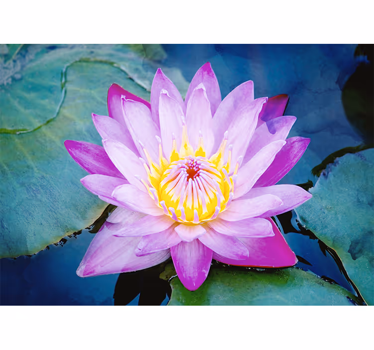 Rulou geam cameră floare de lotus violet - TenStickers