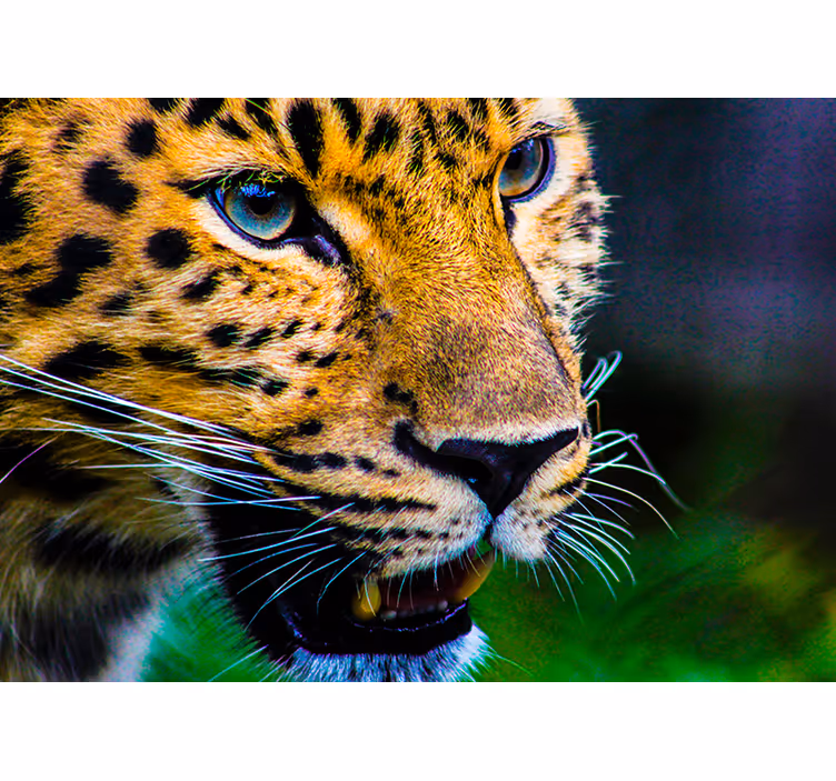 Rulou geam cameră față de leopard - TenStickers