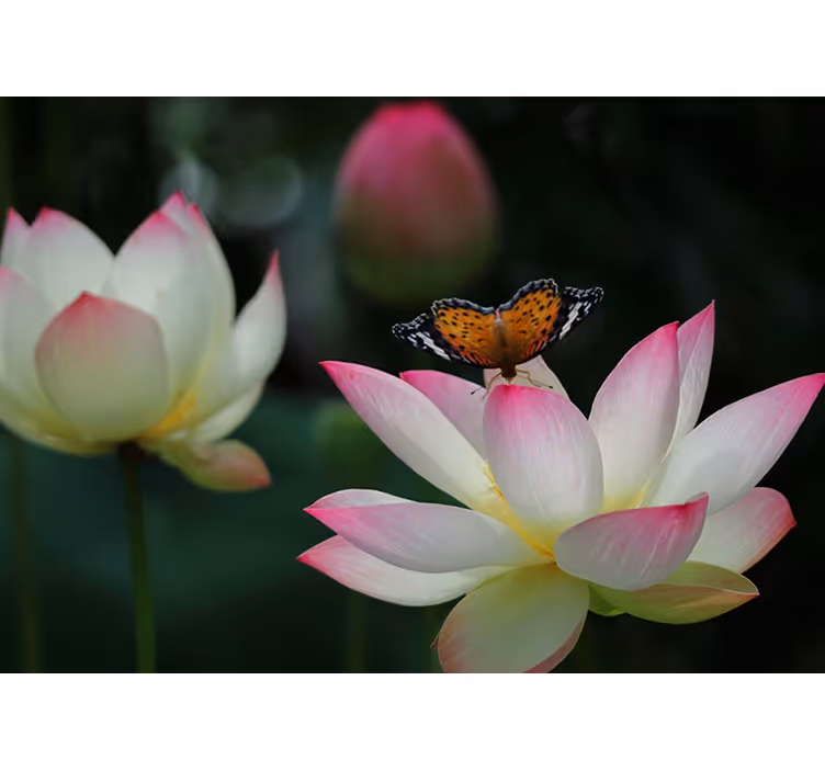 Rulou geam cameră floare de lotus strălucitoare cu fluturi - TenStickers