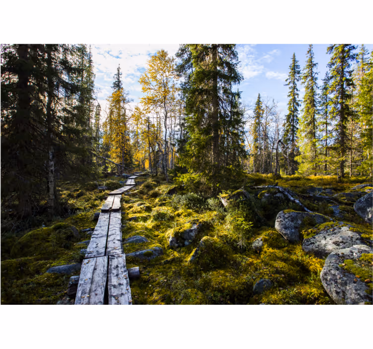 Rulou geam cameră parcul național koli finlanda - TenStickers