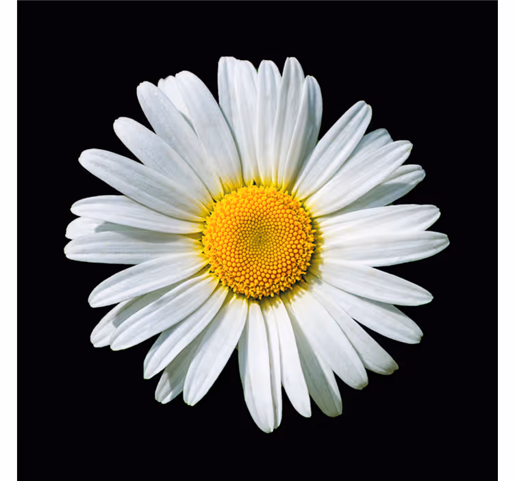 Rulou geam cameră floare margaretă alb-negru - TenStickers