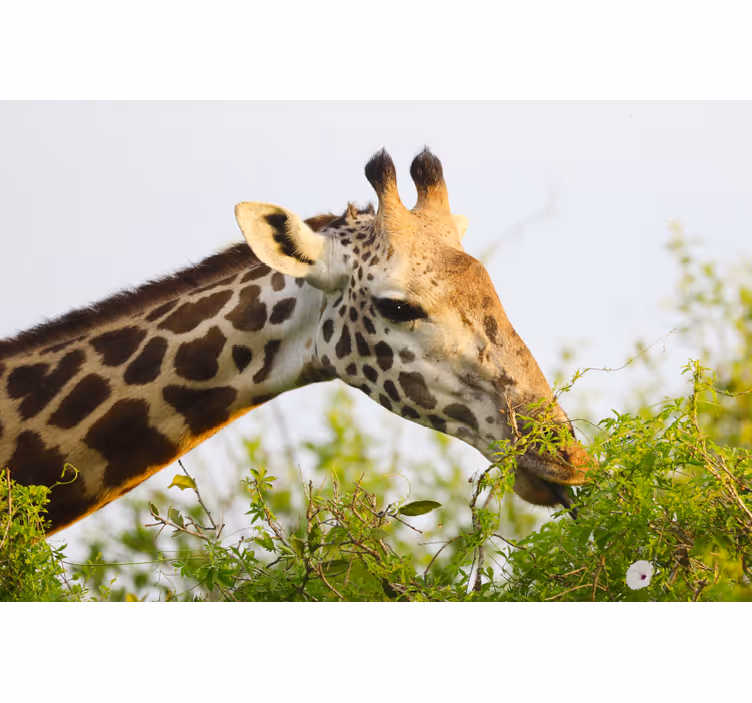 Rulou geam cameră girafă înaltă - TenStickers