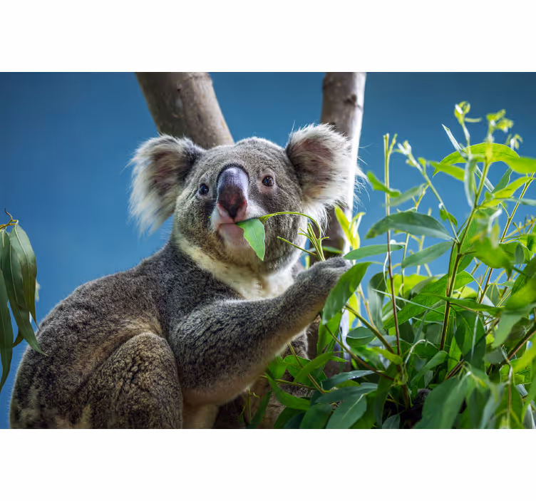Rulou geam cameră cu ursuleți koala adorabili - TenStickers