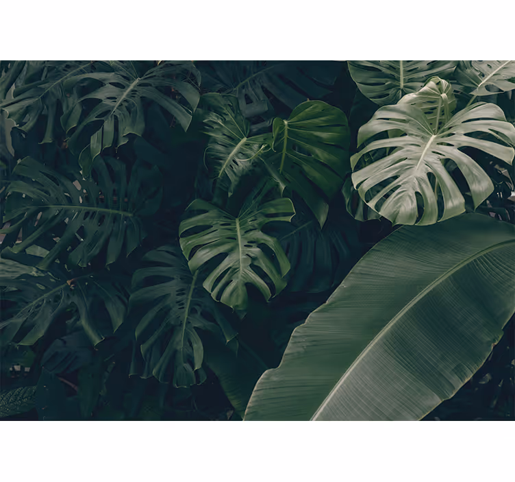 Rulou geam cameră pădure verde frumoasă - TenStickers