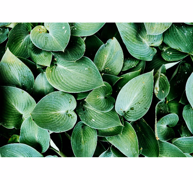 Rulou geam cameră frunză verde 'foliage' - TenStickers