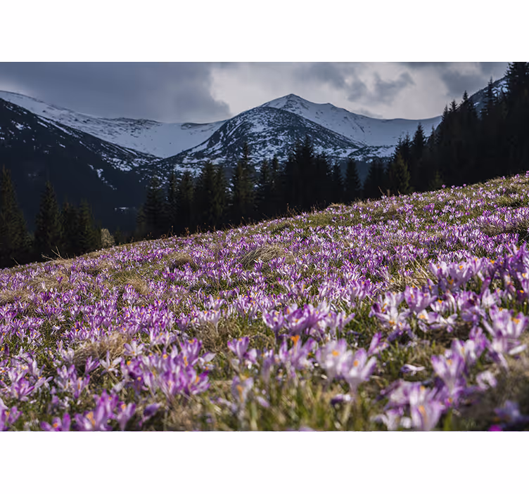 Rulou geam cameră pajiște frumoasă cu crocus - TenStickers