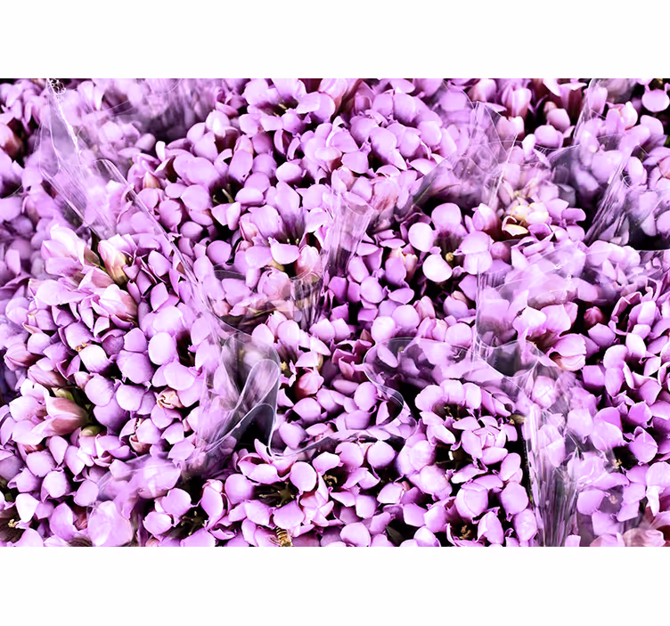 Rulou geam cameră pajiște cu flori de crocus mov - TenStickers
