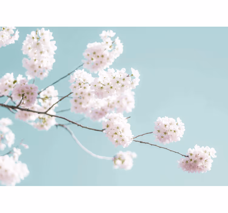 Rulou geam alb design elegant și feminin cu flori albe - TenStickers