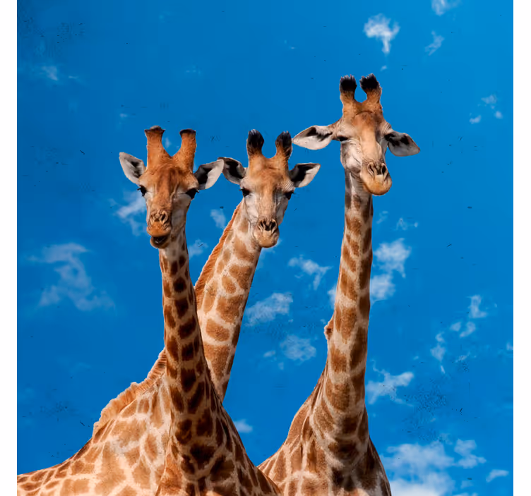 Rulou geam pentru copii girafe și cer albastru - TenStickers