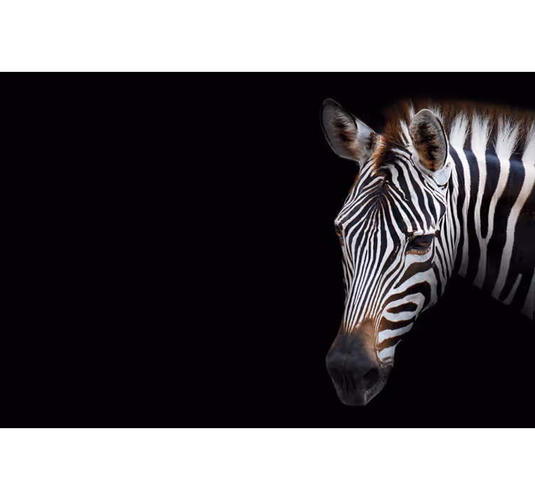 Rulou geam negru imagine zebra - TenStickers