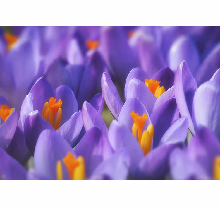 Rulou geam salon floare crocus mov și portocalie - TenStickers
