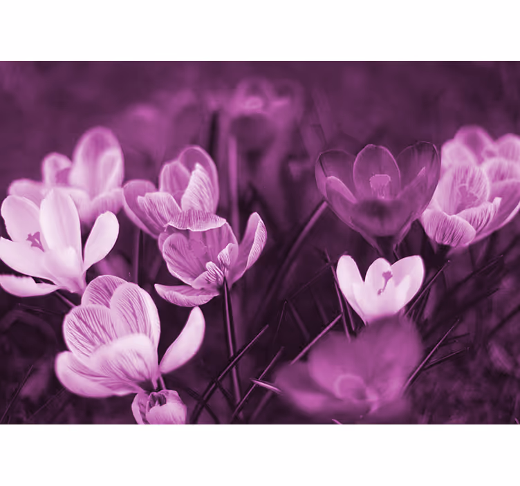 Rulou geam salon floare de crocus roz frumoasă - TenStickers
