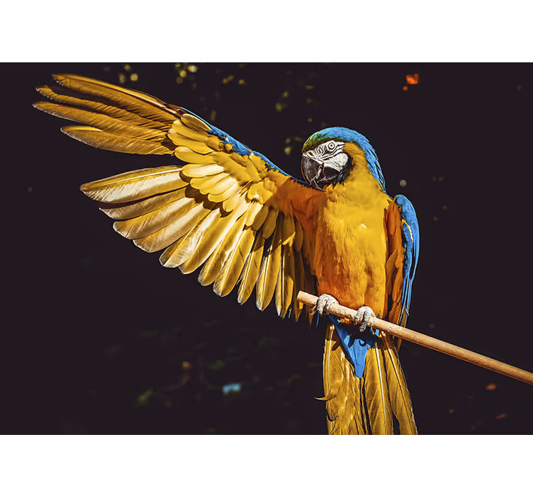 Rulou geam cameră păsări tropicale - TenStickers