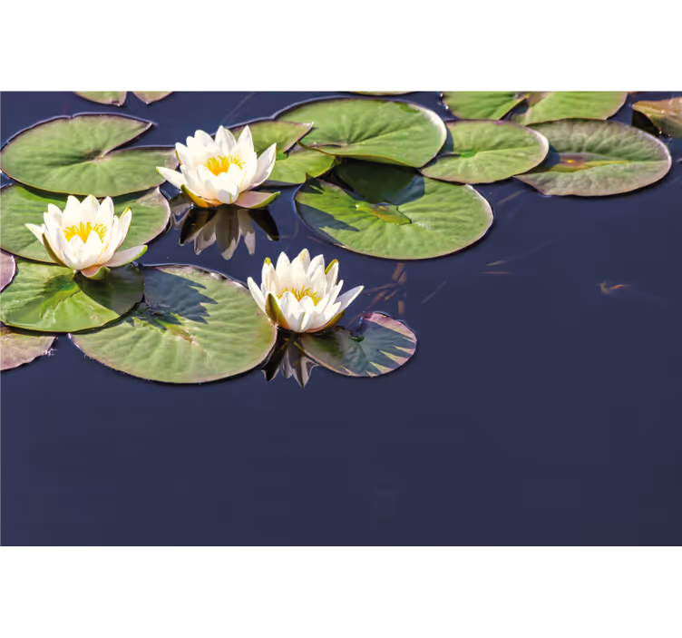 Rulou geam cameră lotus realist în iaz - TenStickers