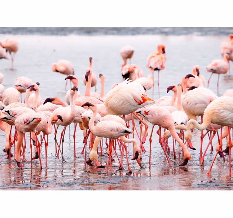 Rulou geam salon regiunea camargue cu flamingo - TenStickers