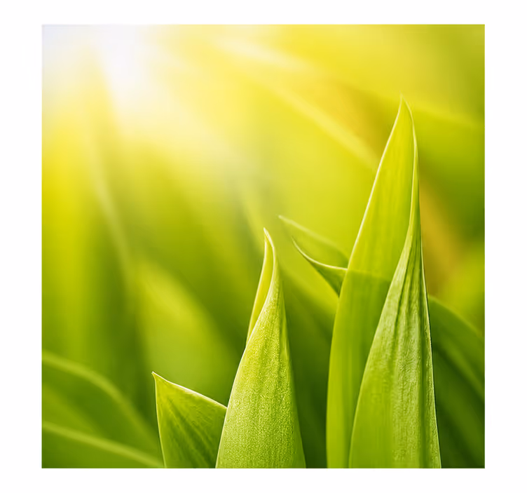 Rulou geam verde plantă solară - TenStickers