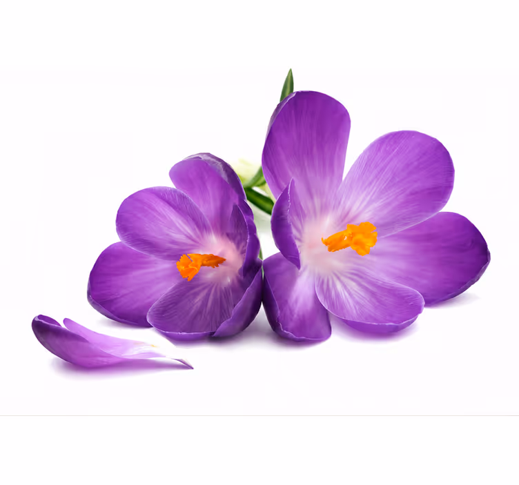 Rulou geam violet flori culese liniștitor - TenStickers